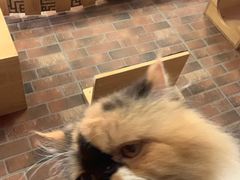 -more than meow吴止猫主题餐厅(承德 中船汇店)