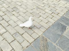 -茯茶镇