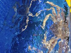 -前王院•巧克力海鲜市集餐厅(万平口店)