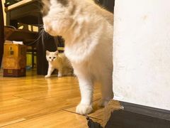 -喵zoo家庭繁育猫舍(尖东智能花园店)