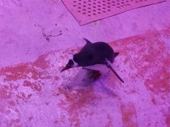 -暹罗海洋世界