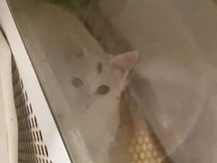 -平行世界·猫咖(首经贸店)