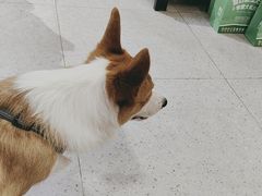 -FAELING PETS美天灵宠物(富力广场店)