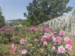 -大塘金香草谷