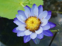 -中国科学院华南植物园