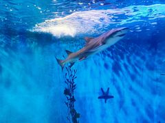 -太平洋海底世界