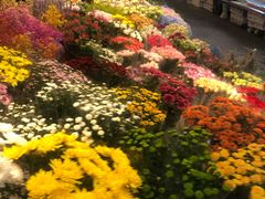 -双季花艺园艺市场(浦东店)