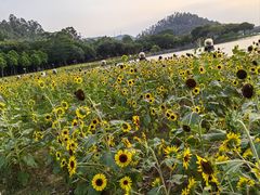 -顺峰山公园