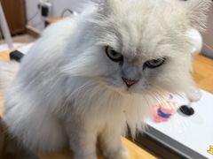 -李小姐の猫咖啡馆(五角场店)
