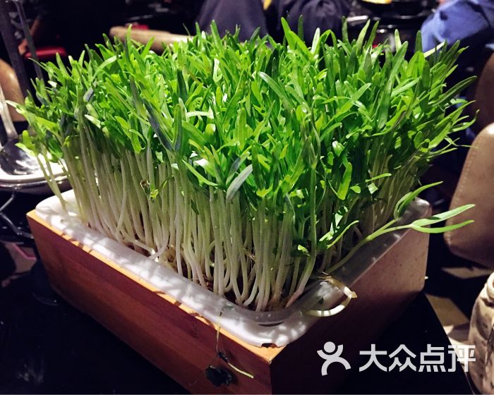 爱特牛健康火锅空心菜(活体)图片 - 第212张