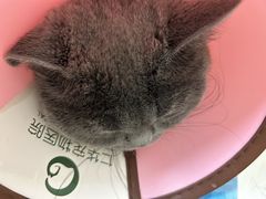 -仁华宠物医院(青羊店)