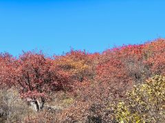-北京西山国家森林公园