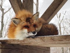 -宫城藏王狐狸村