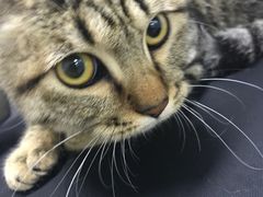 -达爱动物医院·犬猫分区·CT·复杂眼科(远洋山水分院)
