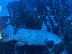 -迪拜水族馆及水下动物园