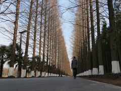 -黄海国家森林公园