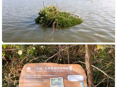 -华侨城湿地公园