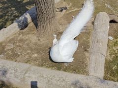 -哈尔滨北方森林动物园