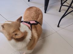 -关爱动物医院·心脏·中兽医·异宠(金牛路分院)