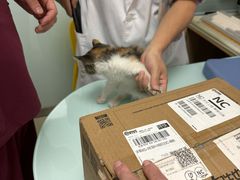 -宠福鑫康馨动物医院·骨科·眼科