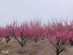-南湖湿地公园