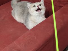 -东方名猫馆·英短金渐层布偶猫舍(环线广场1号楼店)