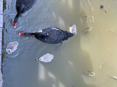 -大湾区中央湿地公园