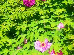 -东华门大街小区