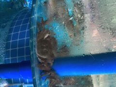 -蓝珊甄选海鲜自助·火锅大排档(近阿那亚店)