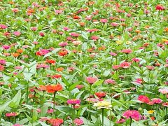 -黑龙江省森林植物园