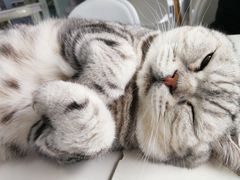 -喵的天空名猫咖啡馆·撸猫·猫舍·用品