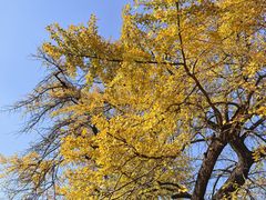 -千年银杏谷文化旅游区