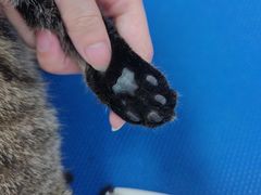 -博特宠物医院24h犬猫全科.骨科·异宠