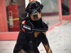 -FAELING PETS美天灵宠物(合生汇店)