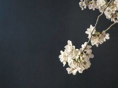 -高东镇樱花园