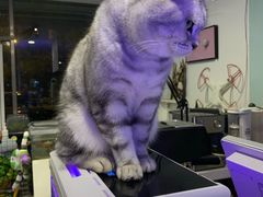 -平行世界·猫咖(首经贸店)