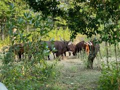 -清迈夜间动物园