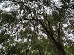 -长白岛森林公园