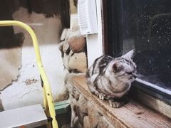 -猫咪博物馆(顶澳仔猫街店)