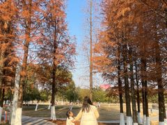 -瑶湖郊野森林公园