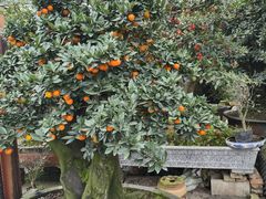 -金科花卉市场