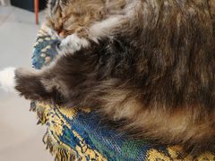 -平行世界·猫咖(首经贸店)