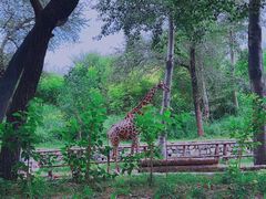 -北京野生动物园