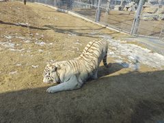 -西霞口神雕山野生动物世界