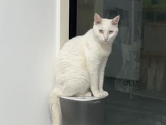 -关爱宠物医院·猫科中心·消化科(滨湖万达分院)