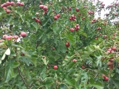 -万源龙顺度假庄园生态观光园