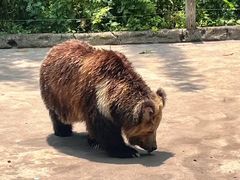 -贵州森林野生动物园