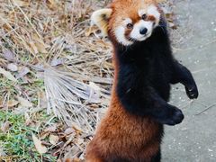 -合肥野生动物园