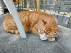-纳吉亚猫专科动物诊疗中心(蒋宅口分院)