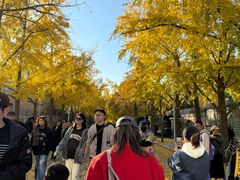 -三里屯东五街银杏大道